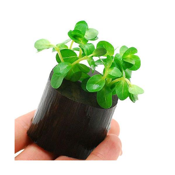 ijO[^itjO|bgti_jiPj