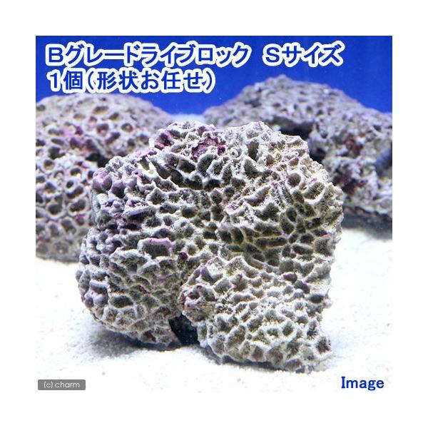 iCjaO[hCubN@rTCYiPji`󂨔Cj@kCEBq֗vۉ