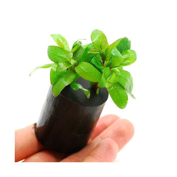 ijnCOtB@|Xy}itjO|bgti_jiPj