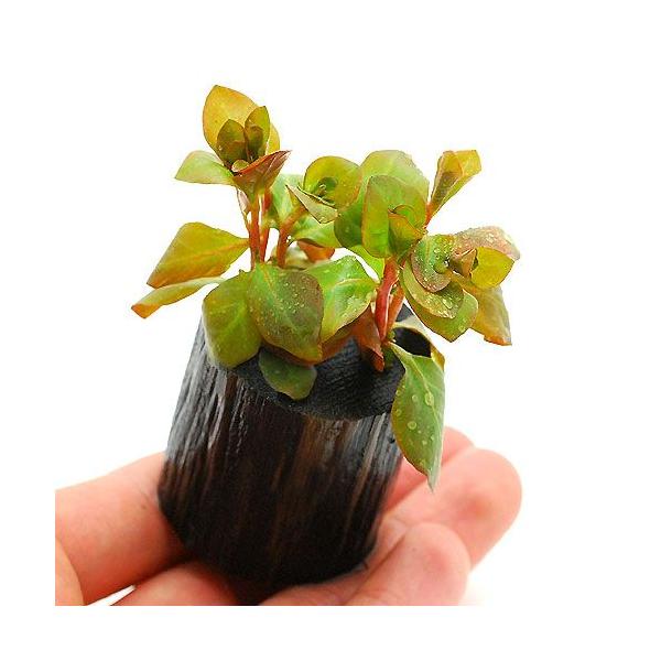 ijhEBWA@IoXi~YLmV^jitjO|bgti_jiPj