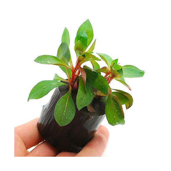 ijhEBWA@yX@ritjO|bgti_jiPj