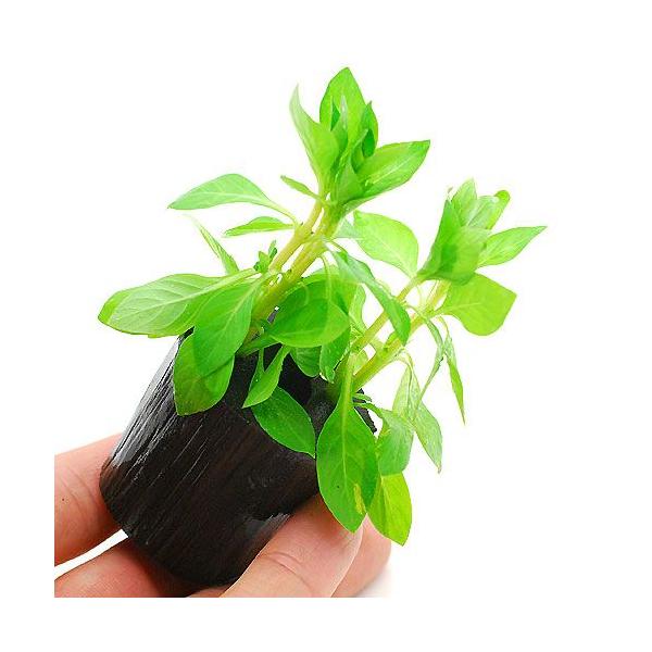 ijhEBWA@yX@O[itjO|bgti_jiPj