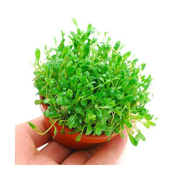 ijfĂ@Ob\XeBO}itji_jiPj