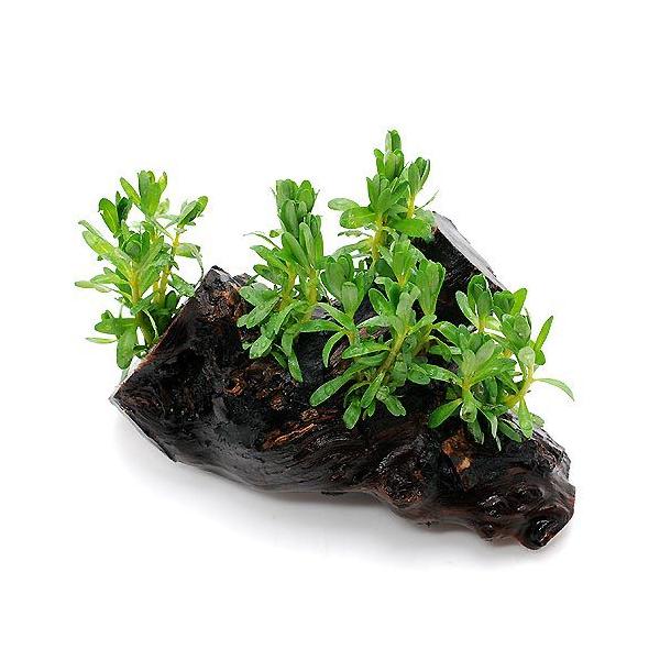 ij^@iZA@ؕt@rTCYitji_jiP{jiPTj