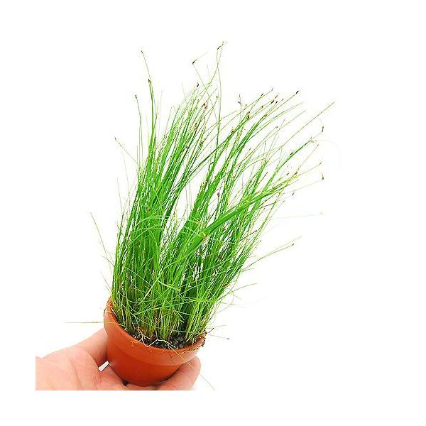 ijfĂ@GIJX@rrpitji_jiPj