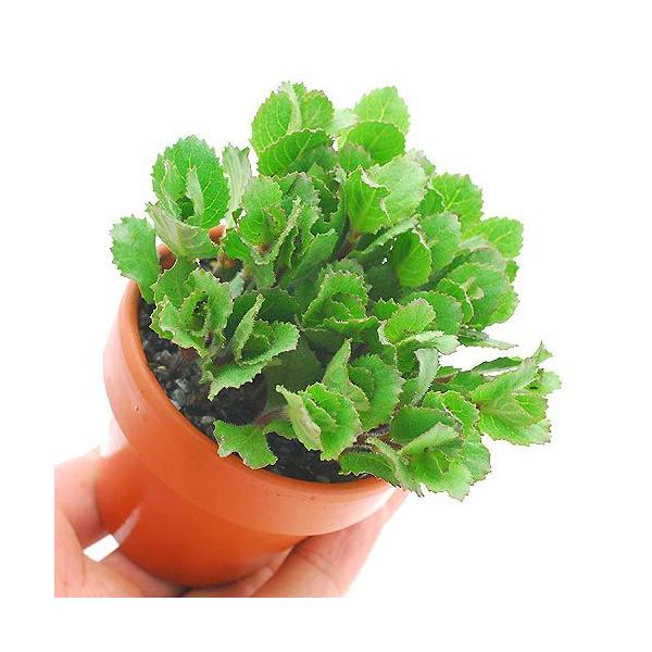 ijfĂ@EH[^[EBXeAitji_jiPj