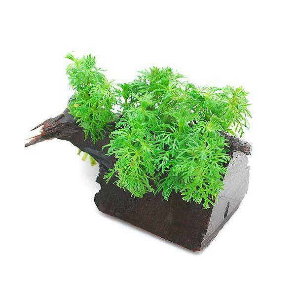 ijAuA@ؕt@rTCYitji_jiP{jiPTj