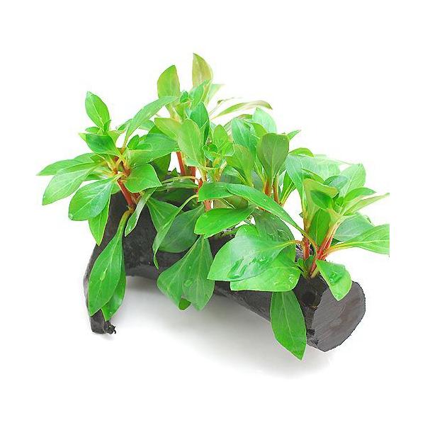 ijhEBWA@i^X@ؕt@rTCYitji_jiP{jiPTj