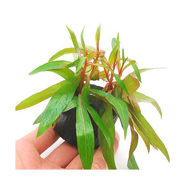 ijunCOitjO|bgti_jiPj