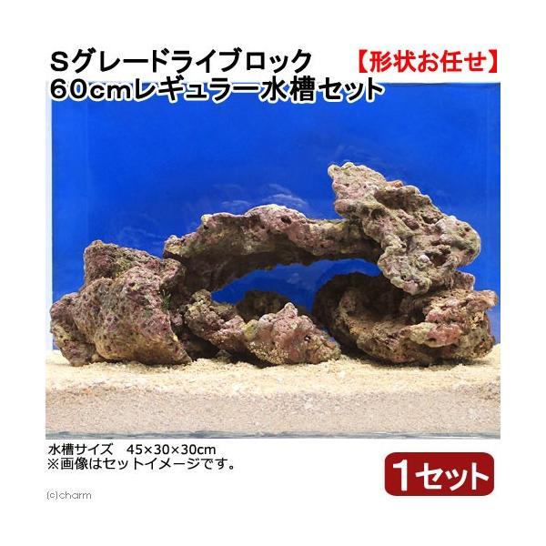 （海水魚）Ｓグレードライブロック　６０ｃｍレギュラー水槽セット（１セット）（形状お任せ）　沖縄別途送料