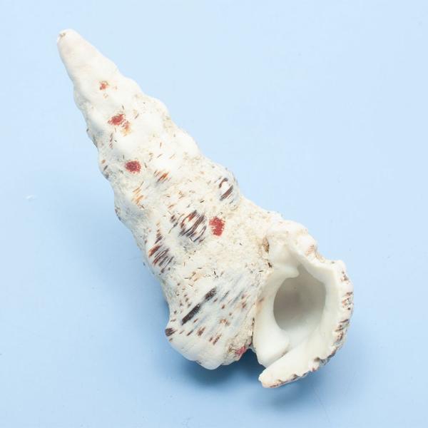 アクアリウム用品　◎　　_interior　◎　　海水　海水　水中　アクセサリー　アクアリウム　シェル　貝殻　タカラガイ　ヤドカリ　引越し　shell_0519　_aqua　muryotassei_800_899　int_kaigara　o...