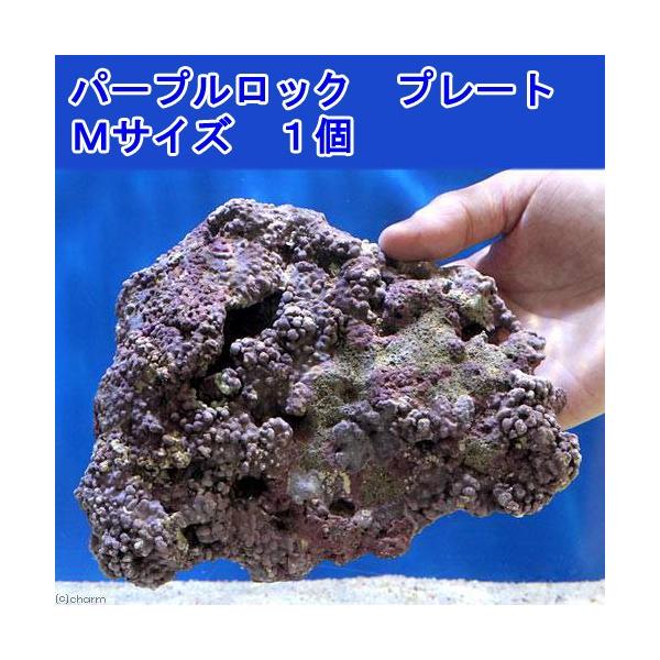 iCjCubN@dwrO[h@p[vbN@v[g^Cv@lTCYiPji`󂨔Cj@kCEBq֗vۉ