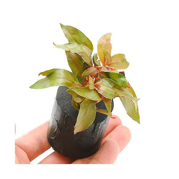 ijAeie@CL[@LiitjO|bgti_jiPj