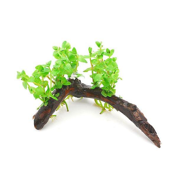 ijh}AR_[^@ؕt@rTCYitji_jiP{jiPTj