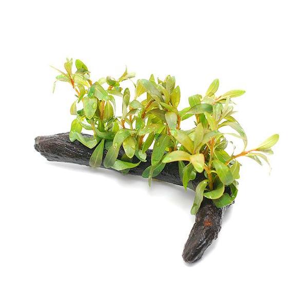 ijhEBWA@CNi[^@ؕt@rTCYitji_jiP{jiPTj