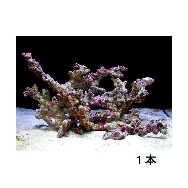 チャーム（charm） （海水魚）ライブロック セミブランチタイプ M