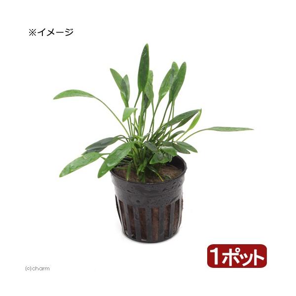 PF_SPQ　negativeplants　熱帯魚　_wp　_aqua　水草　クリプトとその近縁　前景　okaidoku_pot　all_plants水草　wp_kywrd　クリプトコリネルーケンスはこちら　東南便＿クリプト　クリプトコリネ...