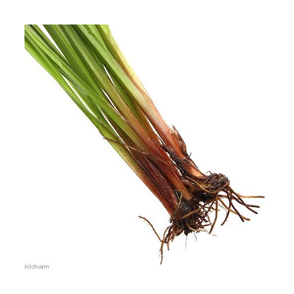 水草 シペルス ヘルフェリー 水上葉 １ポット分 Buyee Buyee Japanese Proxy Service Buy From Japan Bot Online