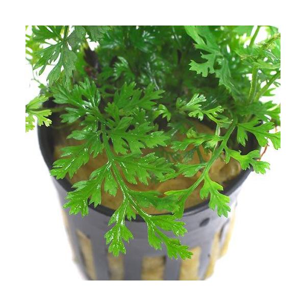 ieEj{reBXDxr[[tiP|bgj@kCEBq֗vۉ