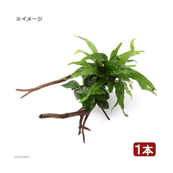 ijAkrAXii܂~N\E@}󗬖ؕt@lTCYiP{jiQO`j