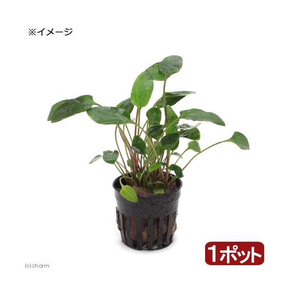 �i�����j�N���v�g�R���l�@�����V�[�i�C���{�C�X�j�i�P�|�b�g���j