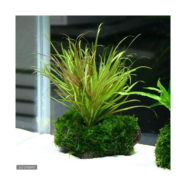 ijuNTV[g[t~bNXX@nΕti_jiPj