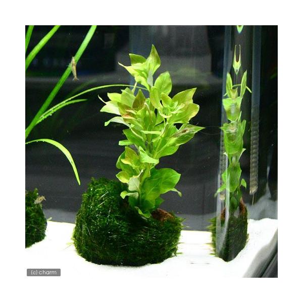 ijhEBWA@yX@O[@EB[X@nΕtiPj