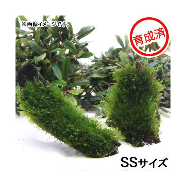 ij琬ρ@EH[^[tFU[@؁@rrTCYiPOji_jiP{j