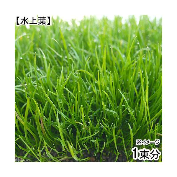 PF_SPQ　熱帯魚　_wp　_aqua　水草　前景草　草原のような　all_plants　wp_kywrd　20120707　コブラグラスはこちら　mzkzesal1103　bnr_topznki　リラエオプシス　マウリチアナ　ロングリー...