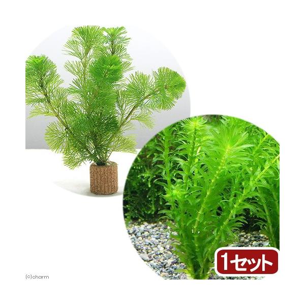 ijCt}`ij_JEZbgiPZbgj