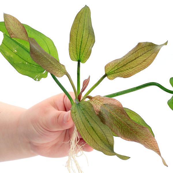 エキノドルス 水上葉 親株 6種類、限定1セットのみ！早いものがち