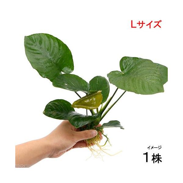 negativeplants　熱帯魚　_aqua　活着する水草　アヌビアス　水草　大型　all_plants　アヌビアスバルテリーラウンドリーフ　バルテリー　リンクルリーフ　anitem_series　an_rakuten06　st_anb...