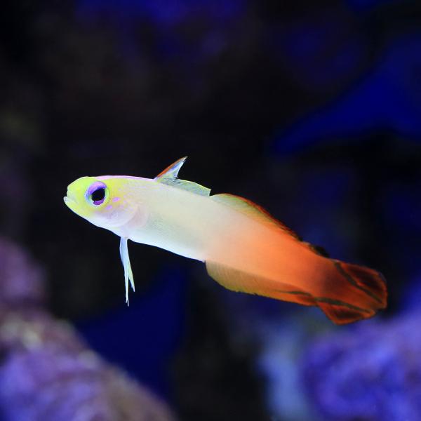 ◎　おまかせB品kitem　m_goby　海水　海水生体　海水魚　ma_beginner　ma_asdfklop　ハタタテハゼ　遊泳性ハゼ　Ｎｅｍａｔｅｌｅｏｔｒｉｓ　ｍａｇｎｉｆｉｃａ　N_magnifica0214　_aqua　海水生体...