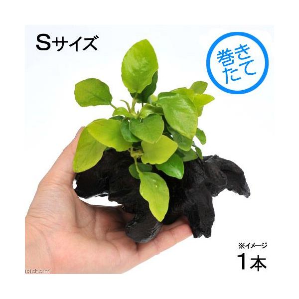 ijAkrAXii@S[f@؁@rTCYitjiP{jiPTj