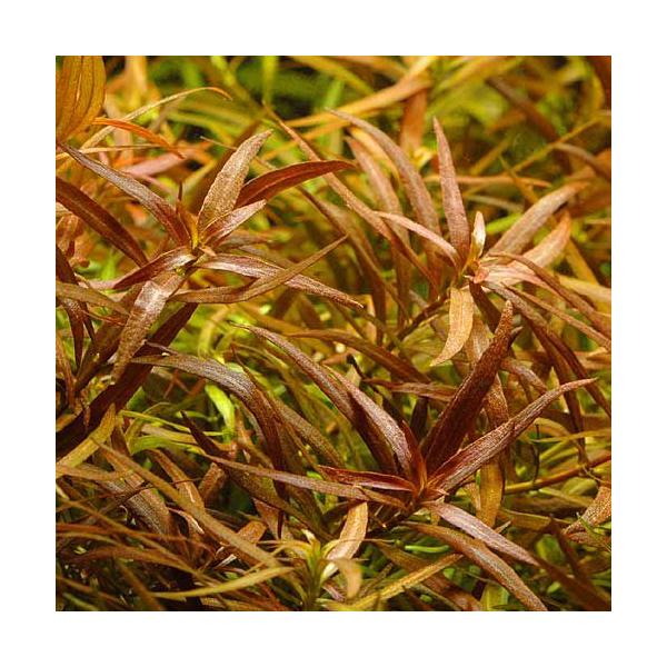 ijhEBWA@uryXitji_jiPO{j