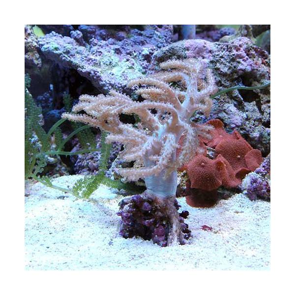 （サンゴ）沖縄産　ヤワタコアシカタトサカ　Ｍサイズ（１個）　ｙ−99
