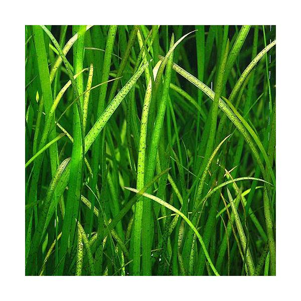 ij^CK[oXlAitji_jiPOj