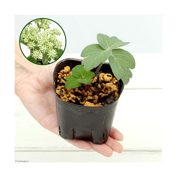 iR쑐j{^{EtEiOhj@RiP|bgjixԁj