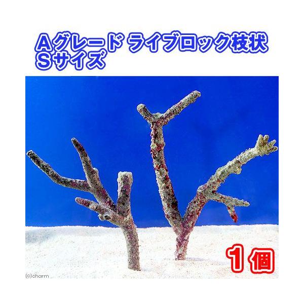 iCj`O[hCubN@}rTCYiPji`󂨔Cj@kCEBq֗vۉ