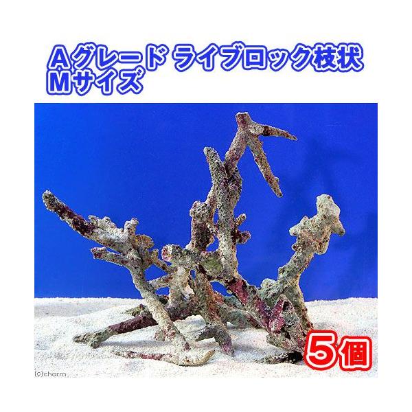 iCj`O[hCubN@}lTCYiTji`󂨔Cj@kCEBq֗vۉ