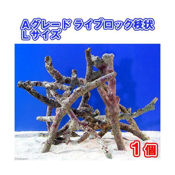 iCj`O[hCubN@}kTCYiPji`󂨔Cj@kCEBq֗vۉ