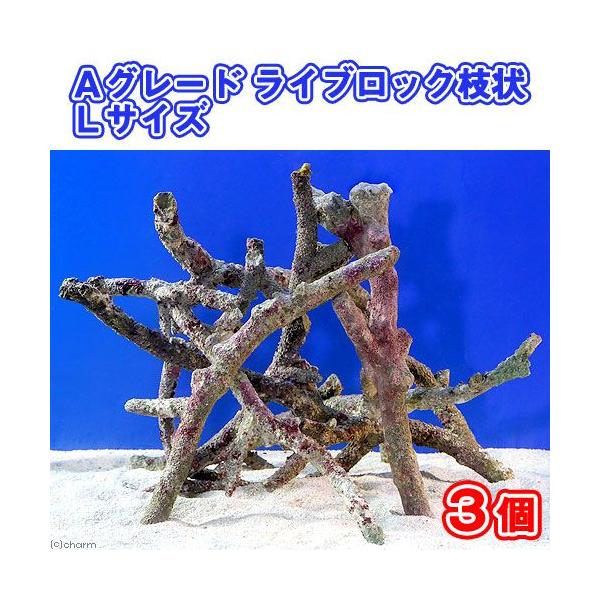 iCj`O[hCubN@}kTCYiRji`󂨔Cj@kCEBq֗vۉ