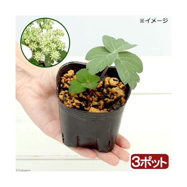 iR쑐j{^{EtEiOhj@RiR|bgjixԁj