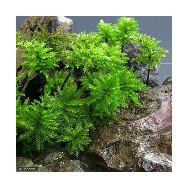観葉植物）テラリウム 苔 コウヤノマンネングサ（無農薬）（3本）水草