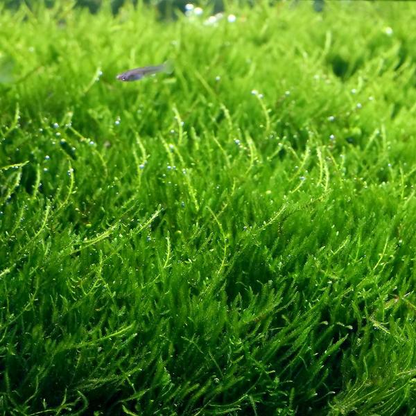 PF_SPQ　熱帯魚　_aqua　エビ　エビ用水草　シュリンプ　ビーシュリンプ　活着する水草　コケの仲間　水草　フレームモス　コケ　モス類　all_plants　wp_kywrd　フレームモスはこちら　wptop4_190807　catmo...