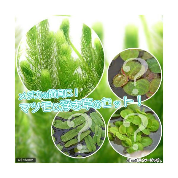 水草 マツモの人気商品・通販・価格比較 - 価格.com 水草 マツモの人気商品・通販・価格比較 - 価格.com