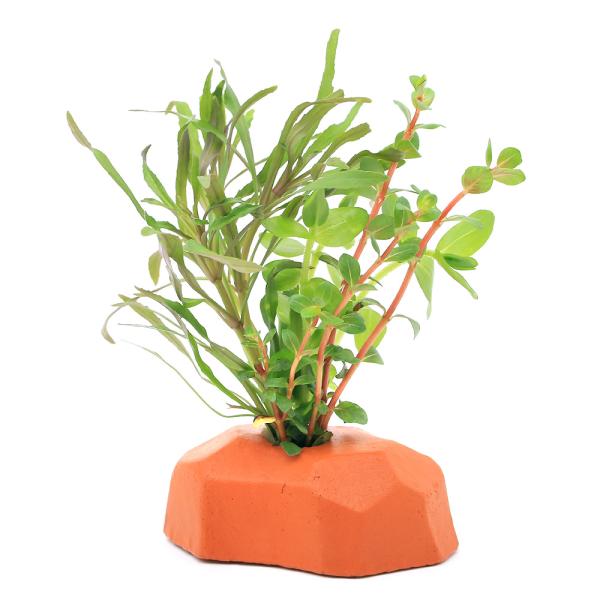 熱帯魚　金魚　メダカ　エビ　アクア　アクアリウム　レイアウト　ゼオライト　水質浄化　置くだけ　簡単　水草　ボンサイ　all_plants　初心者　twplants6000event　202501seitaievent02　seitaieve...