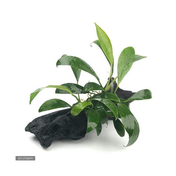 ijAkrAX@PI[^@ؕt@rTCYiP{jiPTj