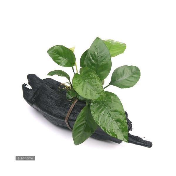 ijAkrAX@oe[@XgCv@ؕt@rTCYiP{jiPTj