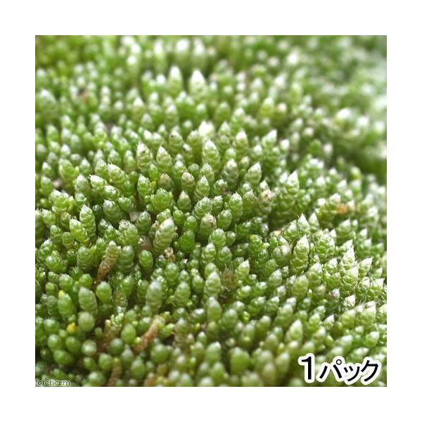 観葉植物 苔 ギンゴケ １パック分 Buyee Buyee Japanese Proxy Service Buy From Japan Bot Online